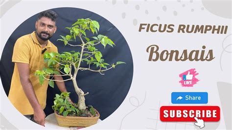 Ficus Meaning in Malayalam .
